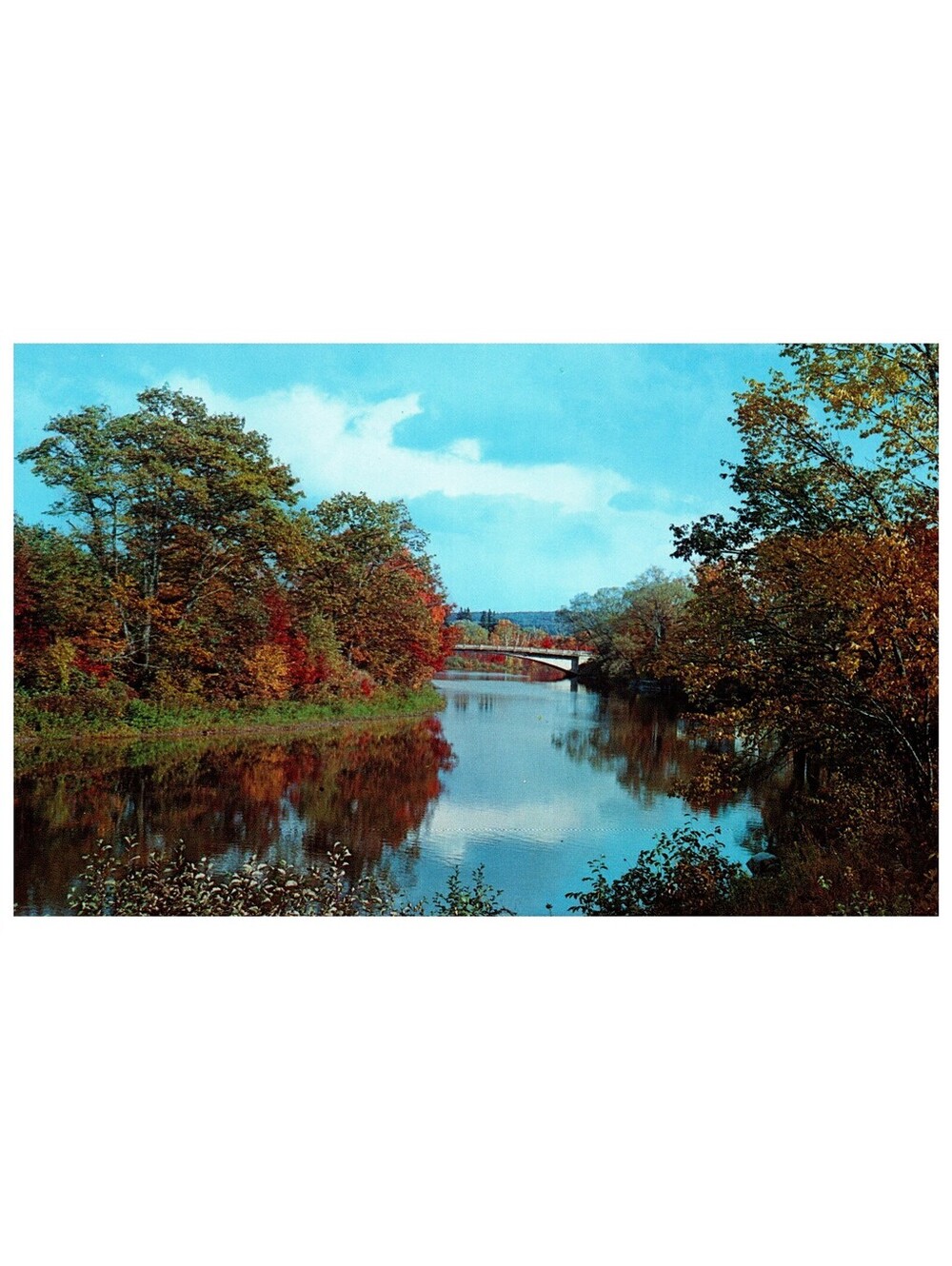 Vintage Postcard Quiet Stream Autumn Trees Scenic Trees River Old Stock